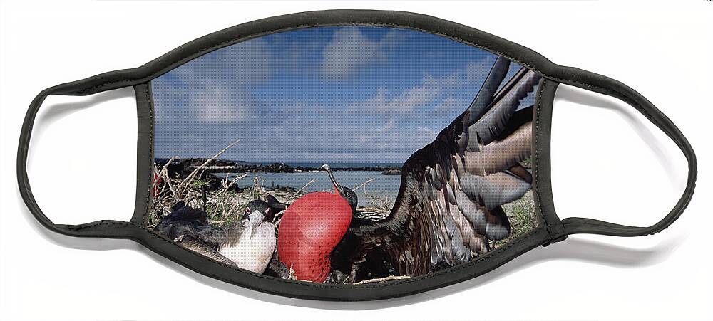 00141693 Face Mask featuring the photograph Great Frigatebirds Courting by Tui De Roy