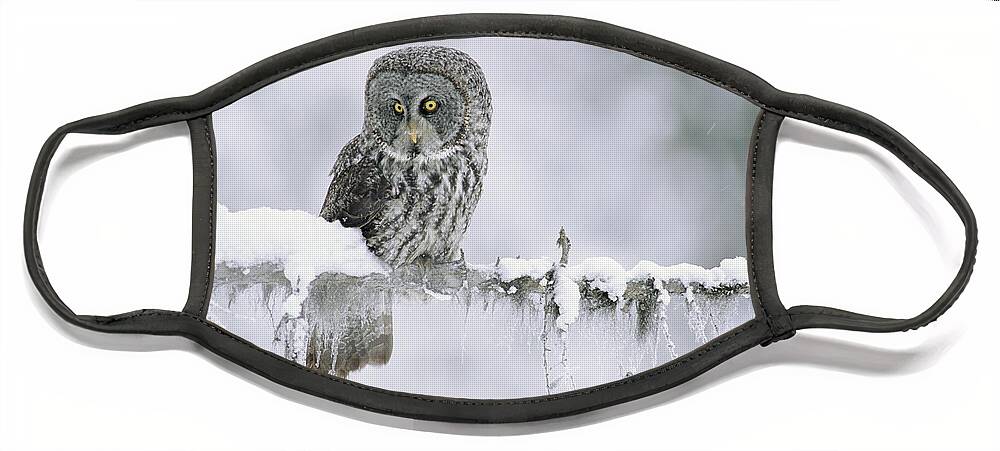 00170496 Face Mask featuring the photograph Great Gray Owl Perching On A Snow by Tim Fitzharris