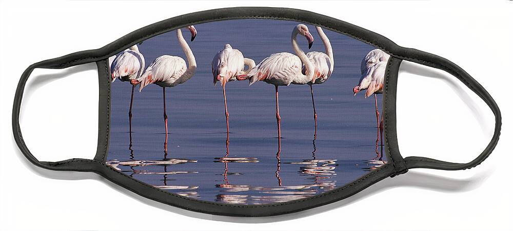 00511137 Face Mask featuring the photograph Greater Flamingo Phoenicopterus Ruber by Michael and Patricia Fogden