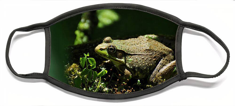 Green Face Mask featuring the photograph Green Frog Rana Clamitans by Rebecca Sherman