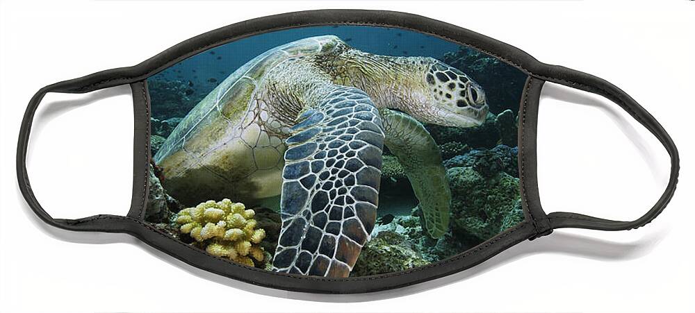 Mp Face Mask featuring the photograph Green Sea Turtle Chelonia Mydas by Hiroya Minakuchi