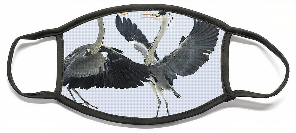 Mp Face Mask featuring the photograph Grey Heron Ardea Cinerea Pair Fighting by Konrad Wothe