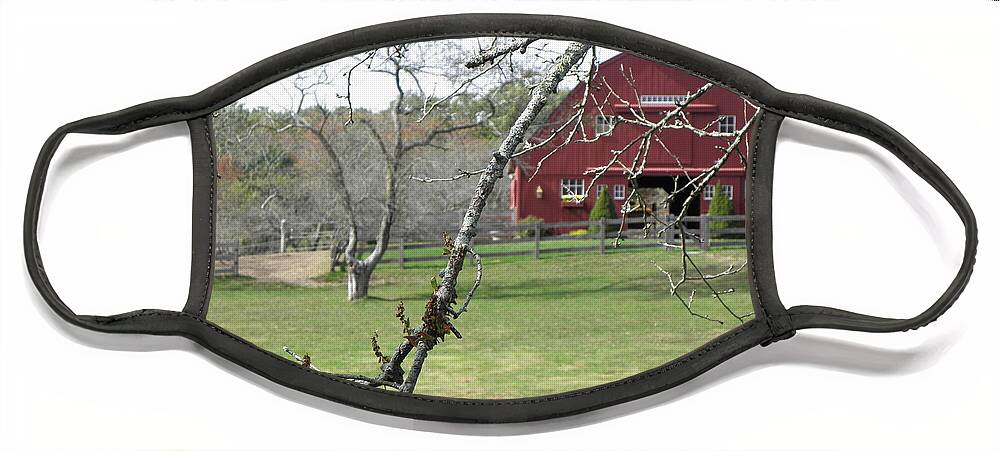 Barn Face Mask featuring the photograph Gypsy Vanner Barn by Kim Galluzzo