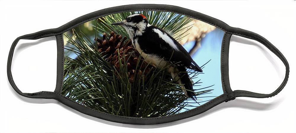 Woodpecker Face Mask featuring the photograph Hairy Woodpecker on Pine Cone by Dorrene BrownButterfield