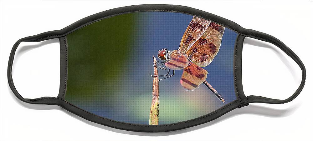 Dragonfly Face Mask featuring the photograph Halloween Pennant Dragonfly by Terri Mills