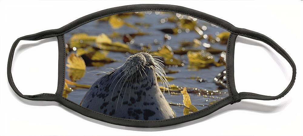 Mp Face Mask featuring the photograph Harbor Seal Phoca Vitulina Head Poking by Gerry Ellis