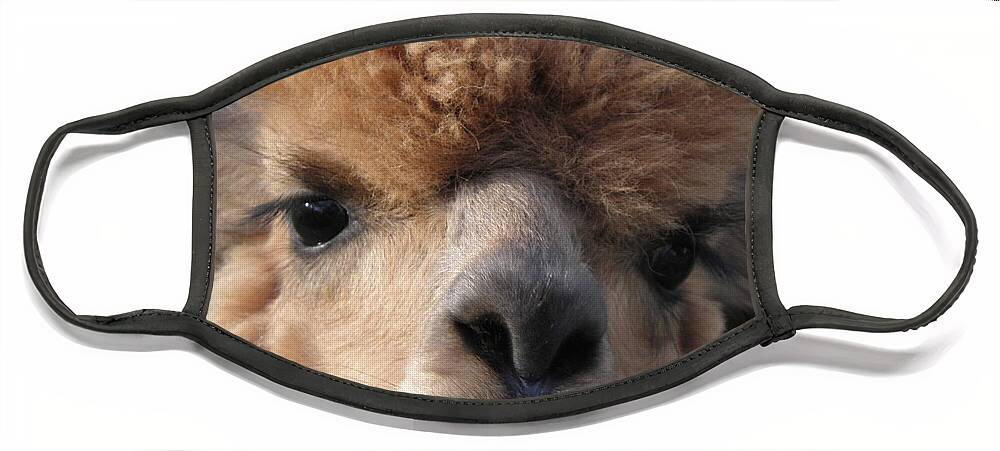 Alpaca Face Mask featuring the photograph Hello can I help you by Kim Galluzzo Wozniak