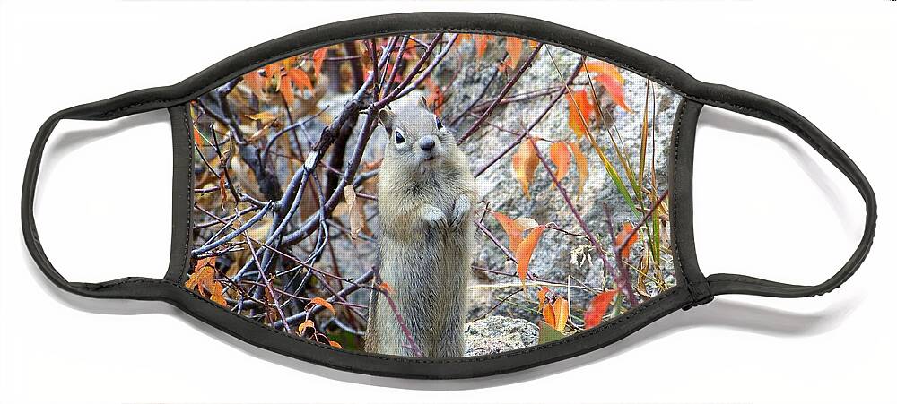 Ground Squirrel Face Mask featuring the photograph Hey There by Dorrene BrownButterfield