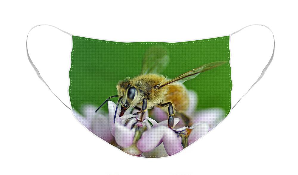 Bee Face Mask featuring the photograph Honeybee by Rodney Campbell