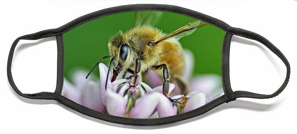Bee Face Mask featuring the photograph Honeybee by Rodney Campbell