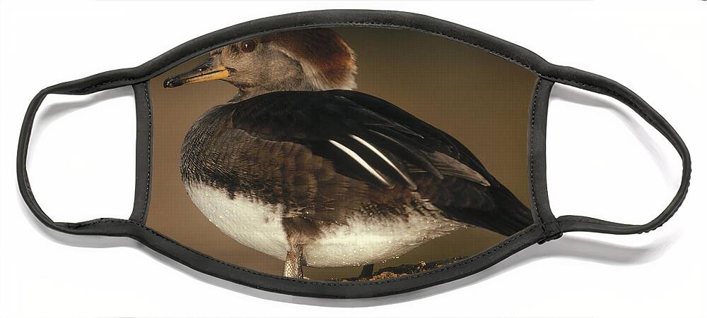 00171873 Face Mask featuring the photograph Hooded Merganser Female Portrait by Tim Fitzharris