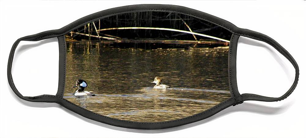 Hooded Face Mask featuring the photograph Hooded Mergansers by Kim Galluzzo Wozniak