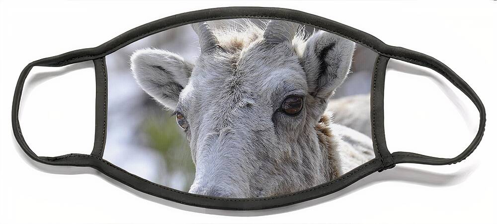 Mountain Sheep Face Mask featuring the photograph How Close Is Too Close by Dorrene BrownButterfield
