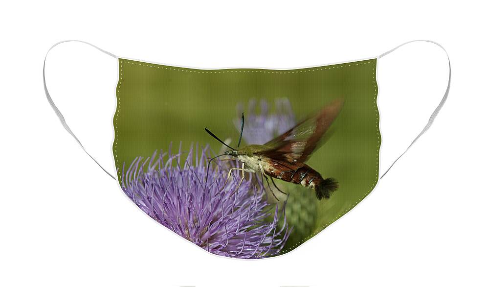 Nature Face Mask featuring the photograph Hummingbird or Clearwing Moth DIN178 by Gerry Gantt