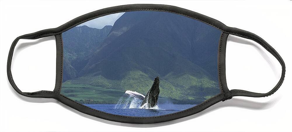 00128640 Face Mask featuring the photograph Humpback Whale Breaching Maui by Flip Nicklin