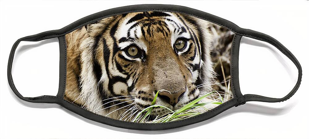 Tiger Face Mask featuring the photograph In a Tiger's Gaze by Melany Sarafis
