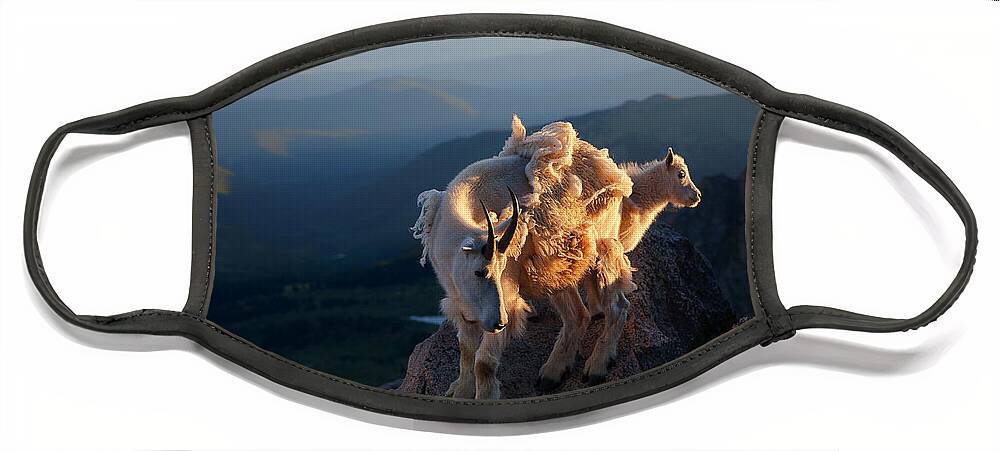 Mountain Goats; Posing; Group Photo; Baby Goat; Nature; Colorado; Crowd; Baby Goat; Mountain Goat Baby; Happy; Joy; Nature; Brothers Face Mask featuring the photograph Two Faces West #1 by Jim Garrison