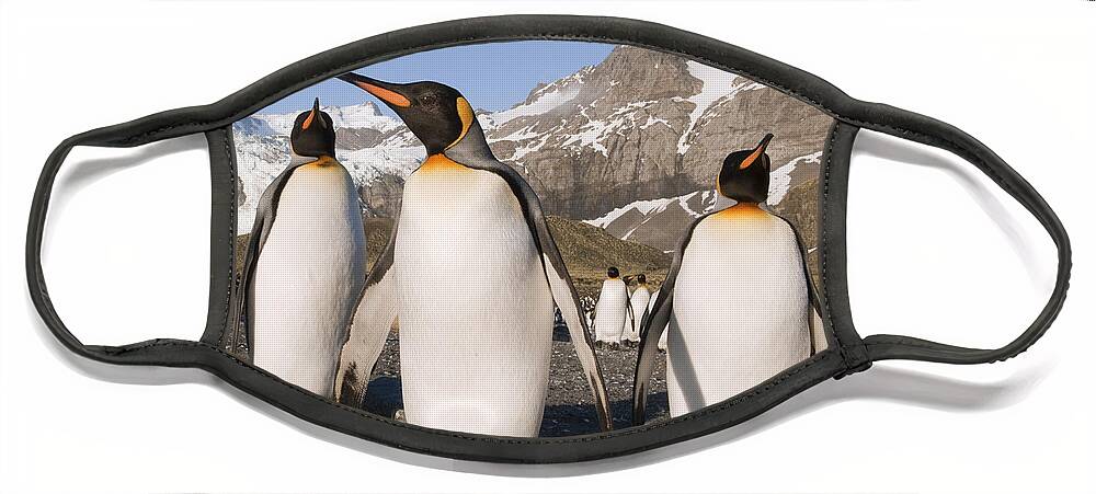 00449759 Face Mask featuring the photograph King Penguins Gold Harbor South Georgia by Flip Nicklin