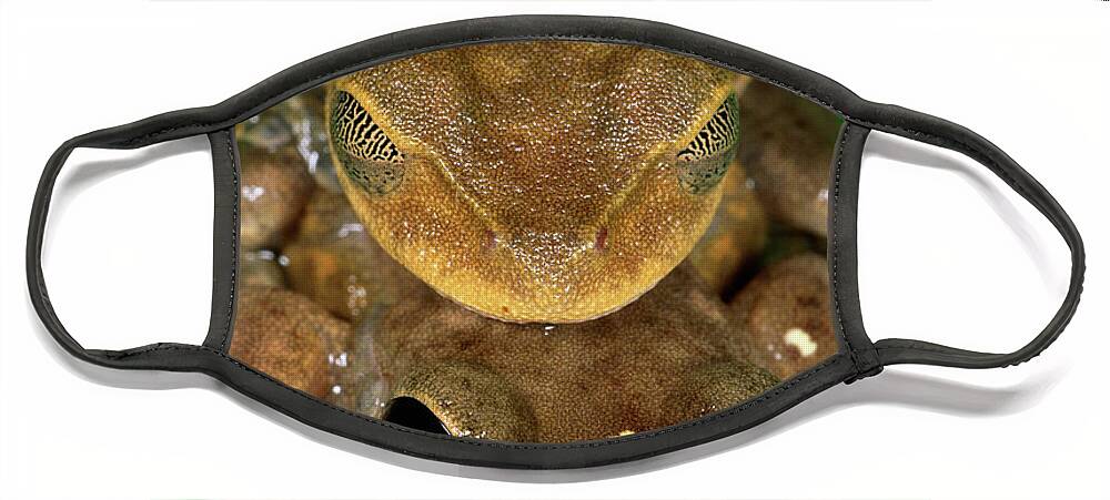 Mp Face Mask featuring the photograph Lacelid Frog Nyctimystes Dayi Pair by Michael & Patricia Fogden