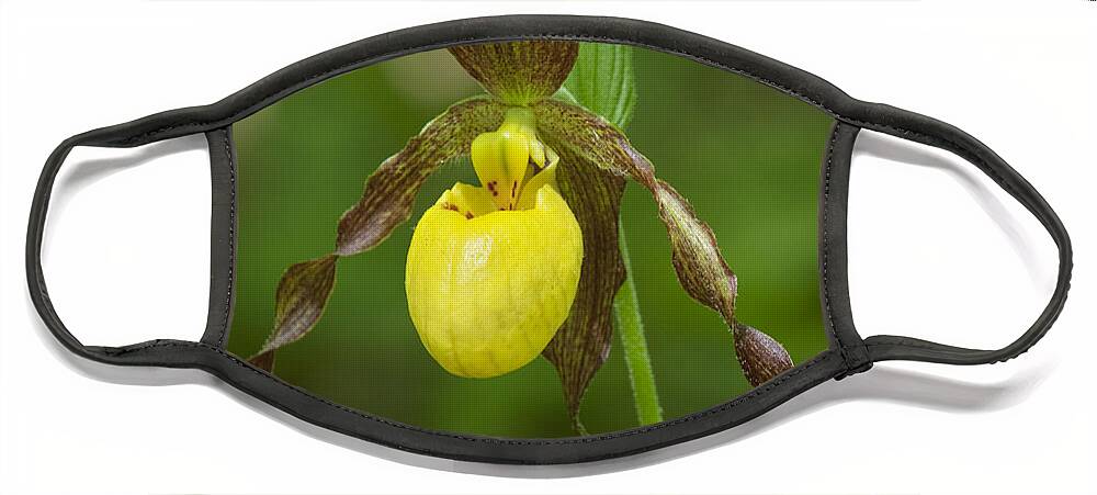 Nature Face Mask featuring the photograph Large Yellow Lady Slipper Orchid DSPF0251 by Gerry Gantt