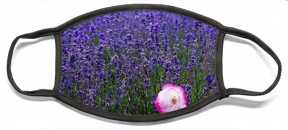  Abundance Face Mask featuring the photograph Lavender field with poppy by Simon Bratt
