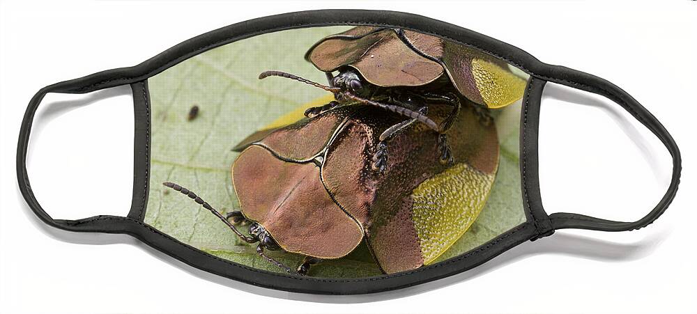 00479316 Face Mask featuring the photograph Leaf Beetles Mating Sipaliwini Surinam by Piotr Naskrecki