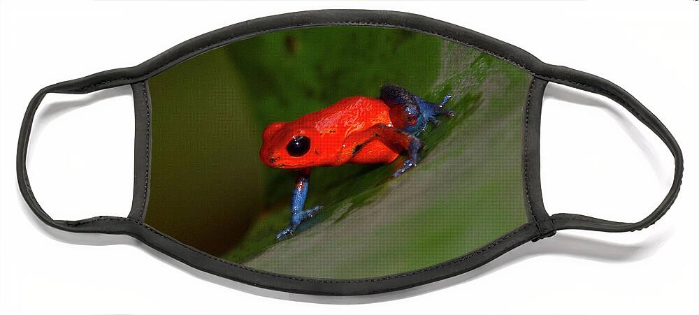 Costa Rica Face Mask featuring the photograph Lil' Bitty Frog by Sue Karski