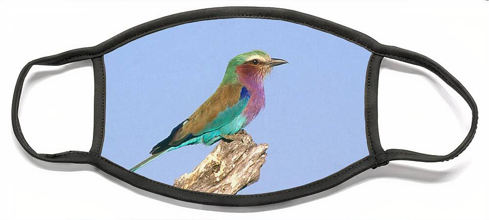Nature Face Mask featuring the photograph Lilac-breasted Roller by Gregory G Dimijian