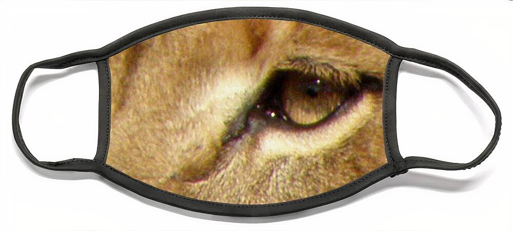 Lion Face Mask featuring the photograph Lioness Eyes by Kim Galluzzo Wozniak