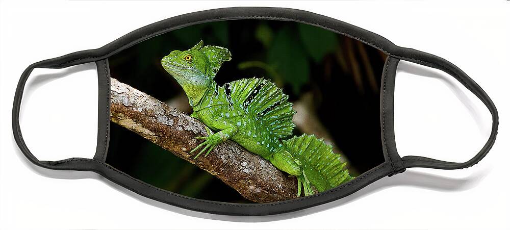 Costa Rica Face Mask featuring the photograph Lizard on a Stick by Sue Karski