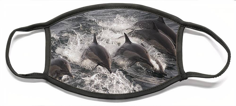 00429255 Face Mask featuring the photograph Longbeaked Common Dolphins Jumping Baja by Flip Nicklin