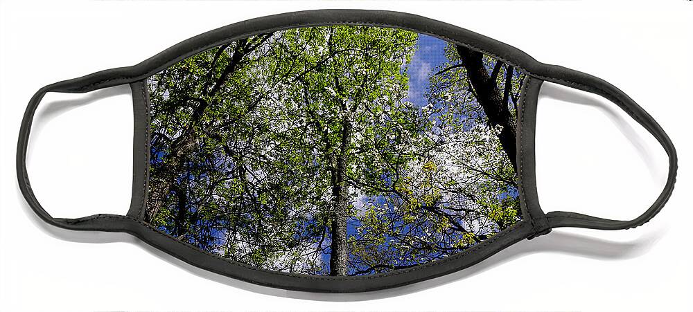 Trees Face Mask featuring the photograph Look Up by Kim Galluzzo