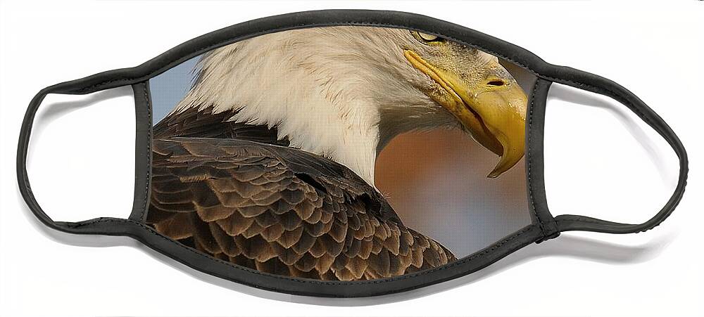 Bald Eagle Face Mask featuring the photograph Looking by Craig Leaper