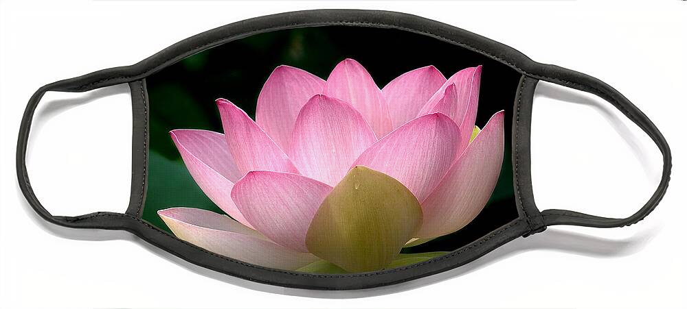 Nature Face Mask featuring the photograph Lotus Beauty--Blushing DL003 by Gerry Gantt