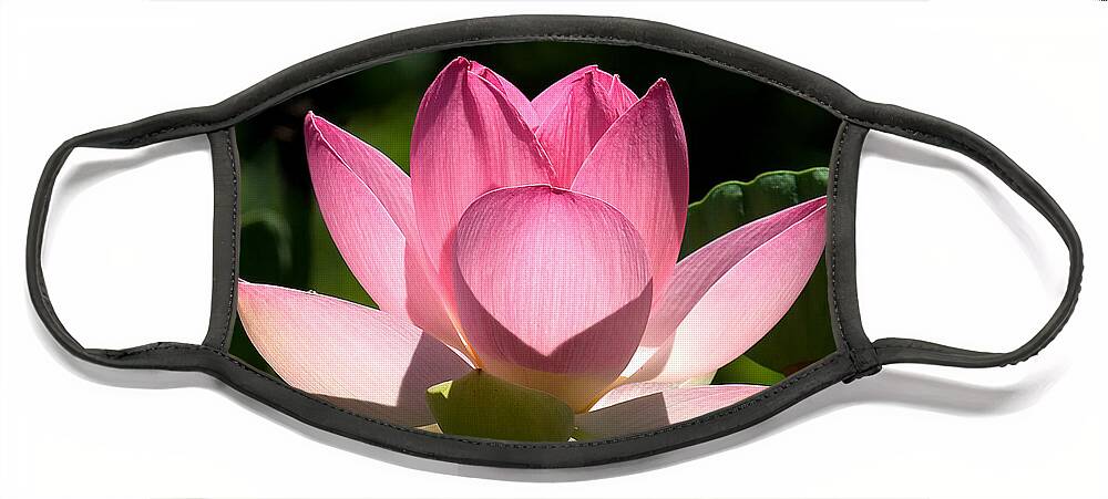Nature Face Mask featuring the photograph Lotus Beauty--Radiant Beauty DL011 by Gerry Gantt