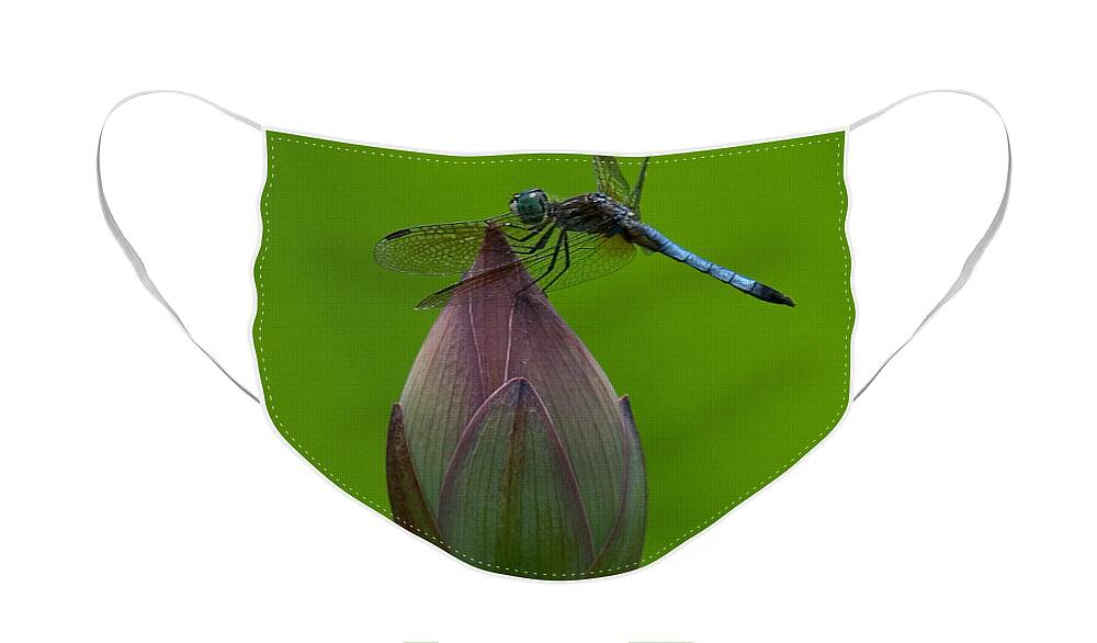 Nature Face Mask featuring the photograph Lotus Bud and Blue Dasher Dragonfly DL007 by Gerry Gantt