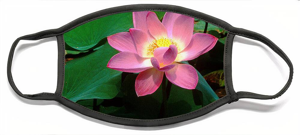 Nature Face Mask featuring the photograph Lotus Flower and Capsule 24A by Gerry Gantt