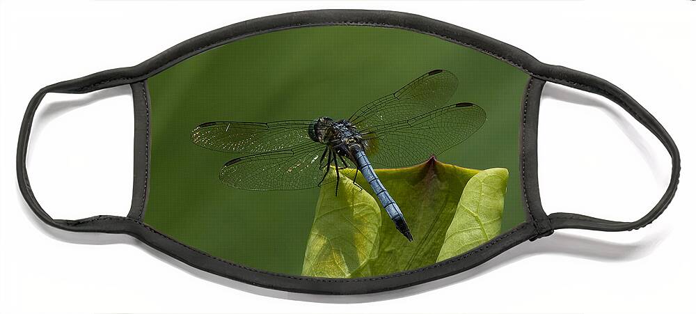 Nature Face Mask featuring the photograph Lotus Leaf and Blue Dasher Dragonfly DL058 by Gerry Gantt