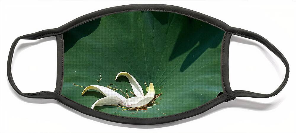 Nature Face Mask featuring the photograph Lotus Leaf--Castoff iii DL060 by Gerry Gantt