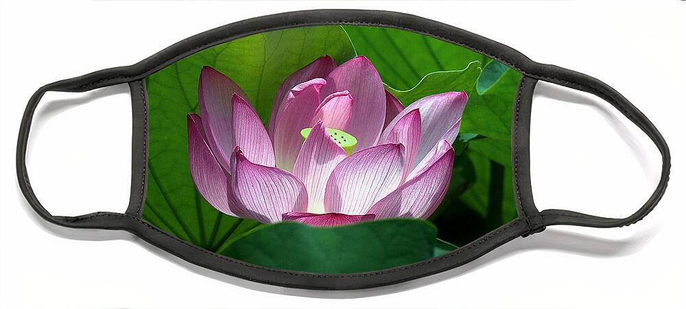 Nature Face Mask featuring the photograph Lotus--Peeking Out i DL016 by Gerry Gantt