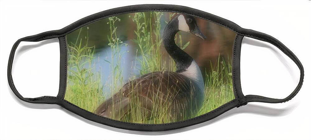 Canada Goose Face Mask featuring the photograph Lovely Lady Canada Goose by Smilin Eyes Treasures