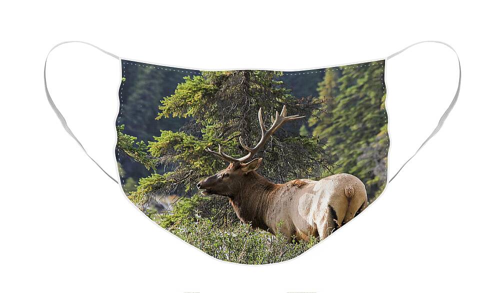 Animal Face Mask featuring the photograph Magnificent Bull Elk by Teresa Zieba