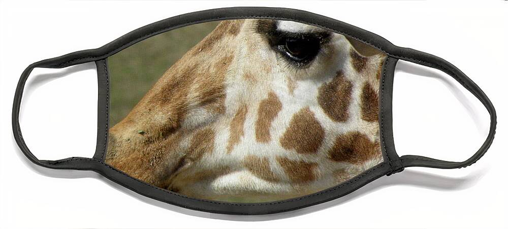 Giraffe Face Mask featuring the photograph Marks Of Beauty by Kim Galluzzo Wozniak