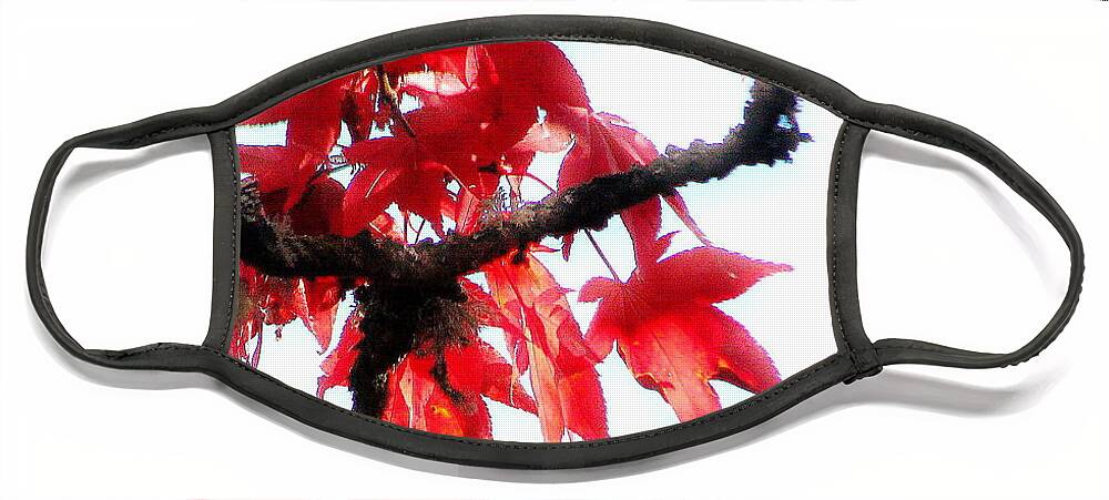 Red Maple Face Mask featuring the photograph Mary's Red Maple by Rory Siegel
