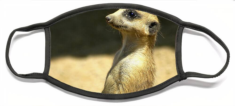 Meerkat Face Mask featuring the photograph Meerkat Mother and Baby by Carolyn Marshall
