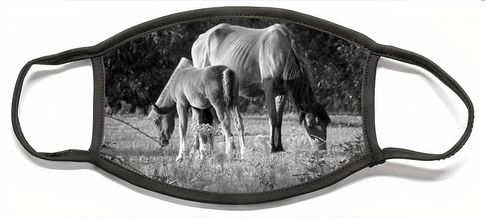 Mustangs Face Mask featuring the photograph Mom and Foal grazing at sunset by Kim Galluzzo