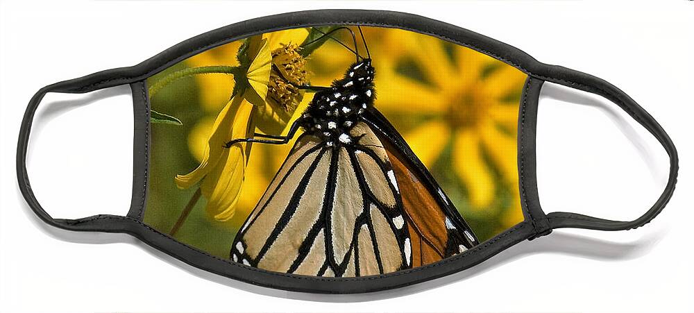 Nature Face Mask featuring the photograph Monarch Butterfly on Tickseed Sunflower DIN146 by Gerry Gantt