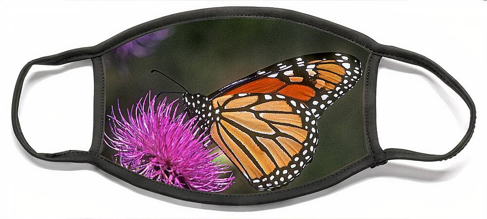 Nature Face Mask featuring the photograph Monarch on Thistle 13F by Gerry Gantt