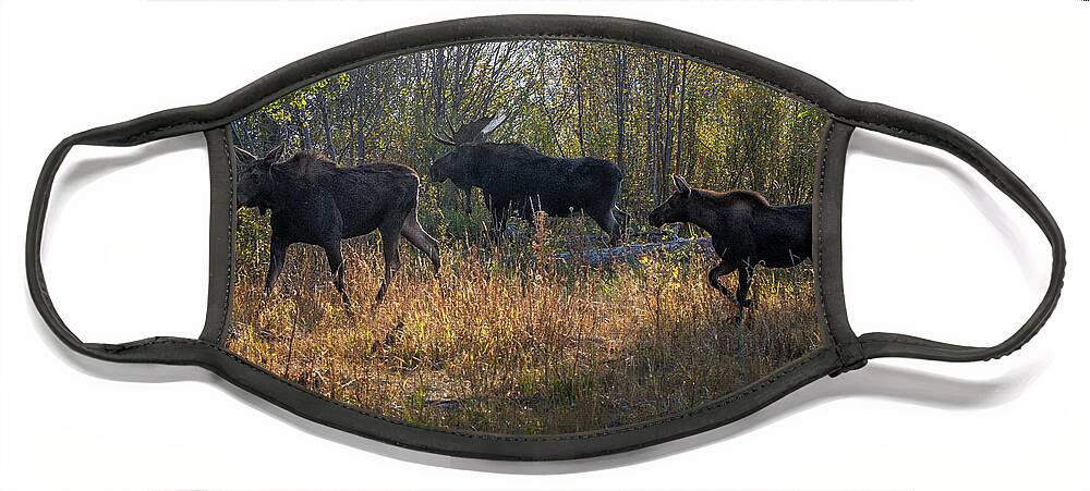 2012 Face Mask featuring the photograph Moose Family by Ronald Lutz