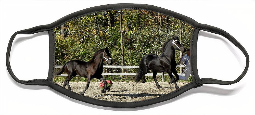 Friesian Horse Face Mask featuring the photograph Mother and Son competing by Kim Galluzzo